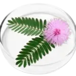 Mimosa Pudica
